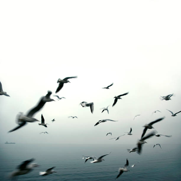 istock Flock of bird flying over sea, blurred motion 2195012037