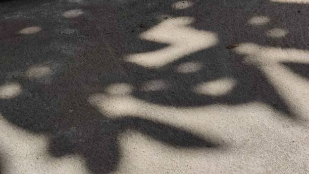 istock shadow of leaves under the hot sun 2195013223