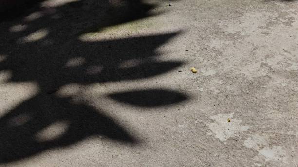 istock shadow of leaves under the hot sun 2195013231