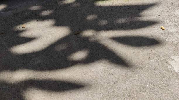 istock shadow of leaves under the hot sun 2195013239