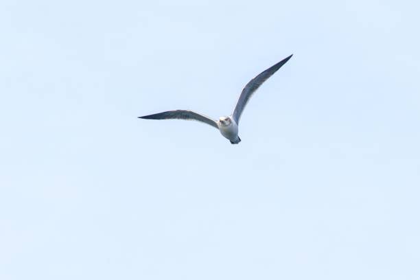 istock Seagull Soaring Against a Pale Blue Sky 2195015712