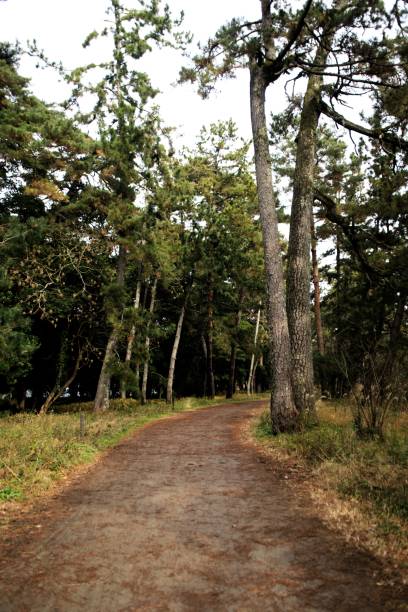 istock Forest Path Through Tall Evergreen Trees, Amanohashidate Sandbar, Kyoto, Japan 2195015741