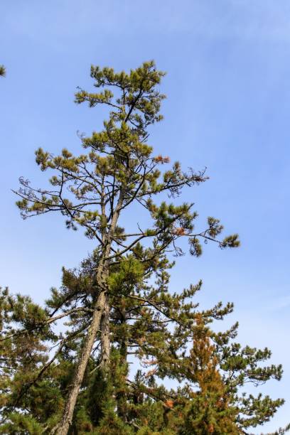 istock Tall Pine Tree Against a Clear Blue Sky, Amanohashidate Sandbar, Kyoto, Japan 2195015883