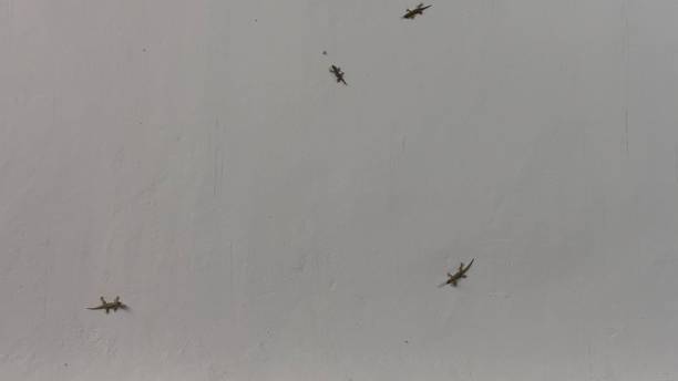 istock there are some geckos on the wall 2195016218