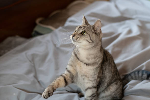 istock Cute cat playing with a toy 2195016504