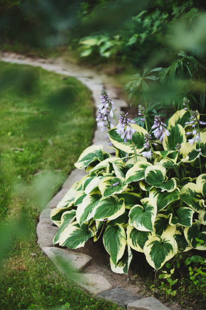 istock natural stone border edging for lawn. Hosta growing in summer garden 2195016900