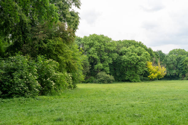 istock Spring Meadow Texture Background, Green Spring Landscape with Copy Space, Idyllic Meadow Banner 2195017580