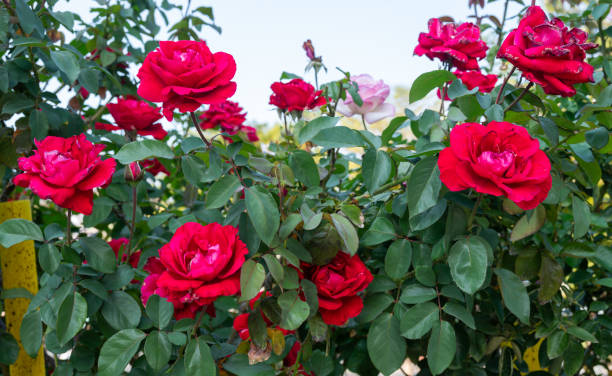 istock Beautiful red roses blooming in the garden. 2195018227