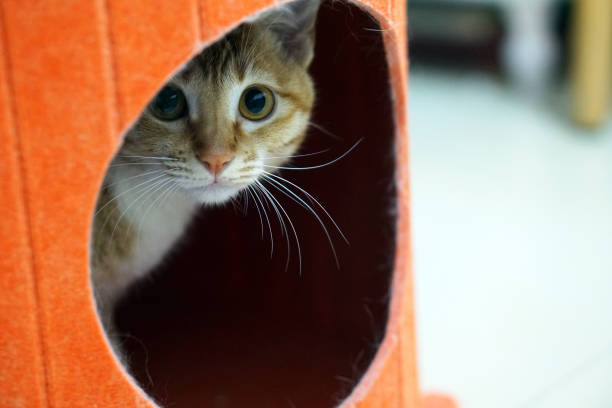 This charming image captures a light brown and white cat peeking out from inside an orange cylindrical structure with a circular opening. The cat's large, round eyes and prominent whiskers give it an adorable and curious expression. The background is blurred, focusing attention on the cat and the structure, highlighting a moment of playfulness and natural feline behavior. The cozy environment provided by the structure adds to the overall warmth of the scene.