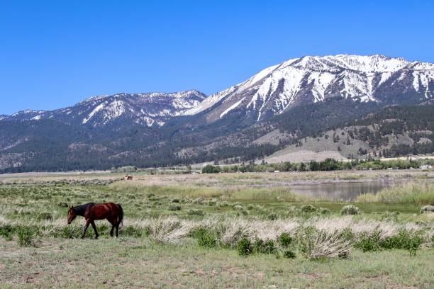 istock Washoe Valley Horse - May 2195018589