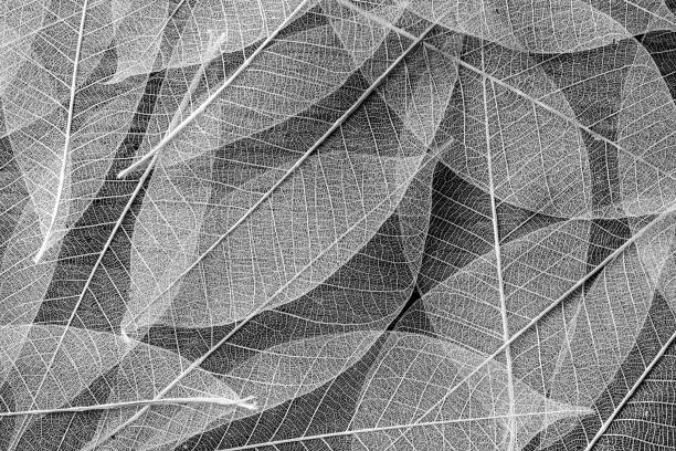 istock skeleton of leaf on black background 2195019034