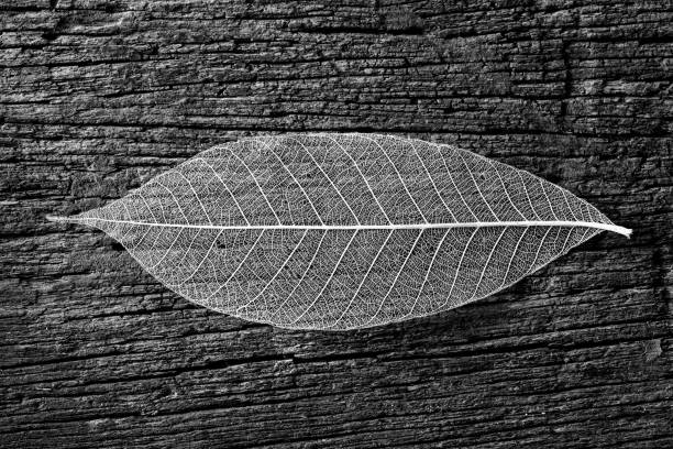 skeleton of leaf on black background
