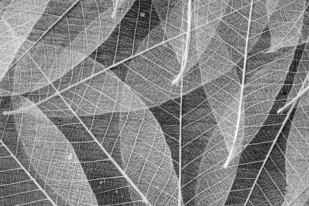 istock skeleton of leaf on black background 2195019037
