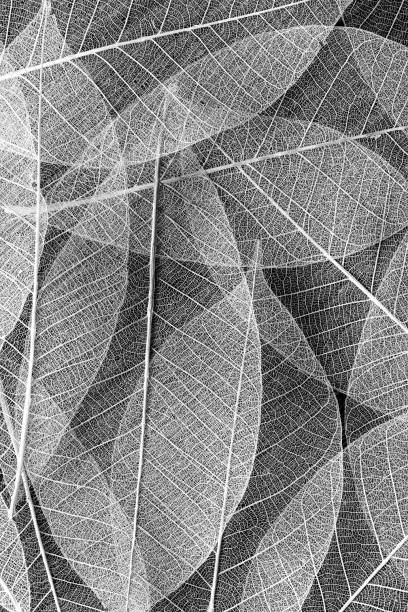 istock skeleton of leaf on black background 2195019051