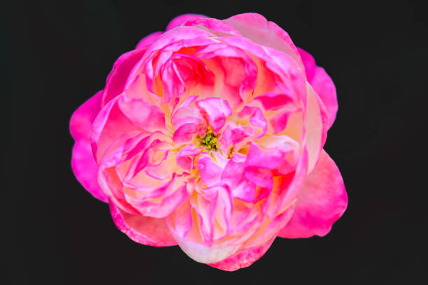 Flower Series : Beautiful rose named Tatami Room. Flower for Valentine day. Blooming pink roses in the garden. Mildly aroma from roses.