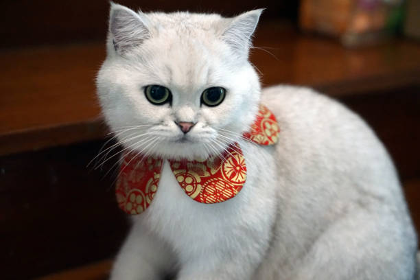 istock Elegant White Cat with Decorative Collar, British Shorthair Cat Sliver 2195019249