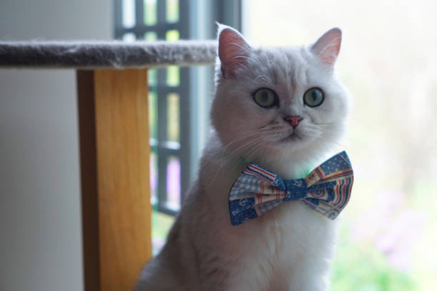 istock Dapper Feline, British Shorthair Cat Silver Shaded 2195019447
