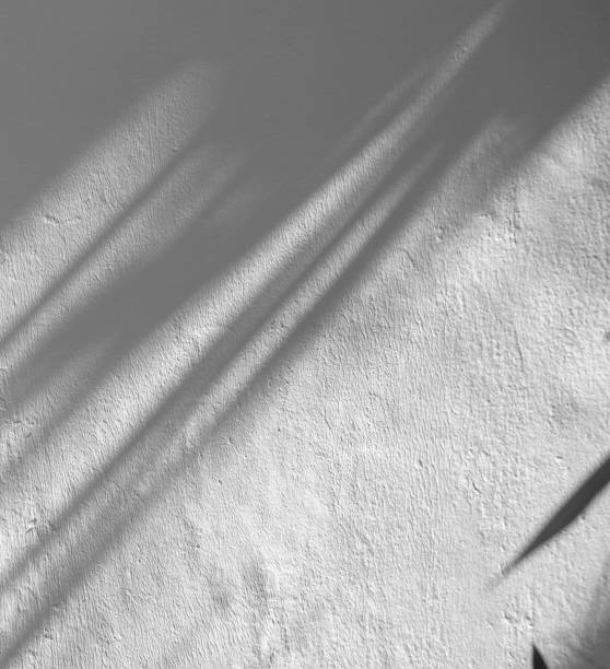 istock Shadows from palm or coconut leaves On the concrete wall painted 2195019545