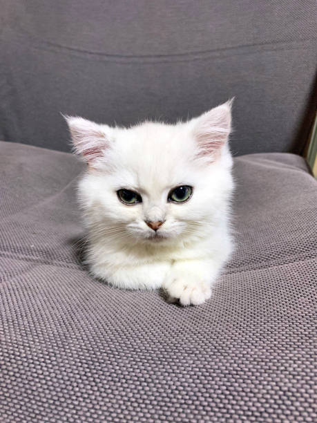 istock Cozy Kitten Bliss, British Shorthair Cat Silver Shaded 2195019568
