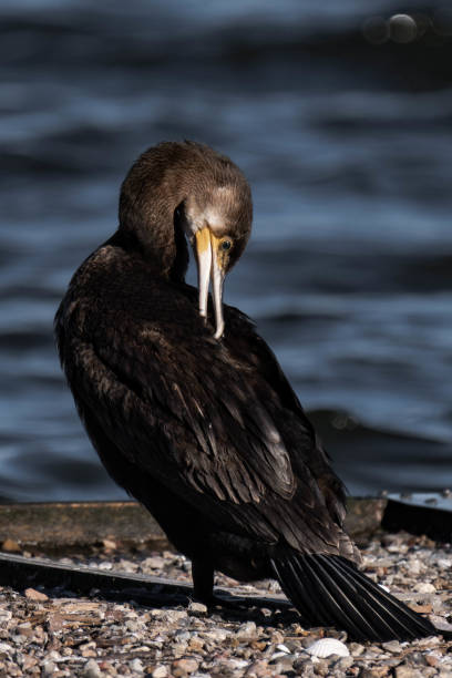 istock Cormorant standing in the sunlight on a lake. 2195023635