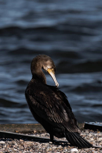 istock Cormorant standing in the sunlight on a lake. 2195023636