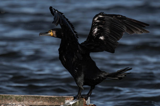 istock Cormorant standing in the sunlight on a lake and drying its feathers in the sunlight. 2195023820