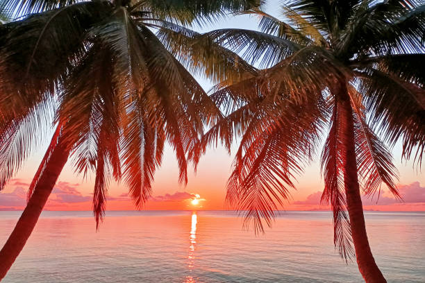 Sunrise sea beach, sunset tropical island, beautiful dawn ocean landscape, palm tree leaves, sun reflection, blue water, yellow, red, pink, orange, purple sky clouds, summer holidays, vacation, travel