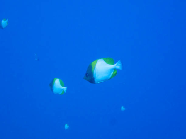 istock Pyramid butterflyfish swimming 2195025234