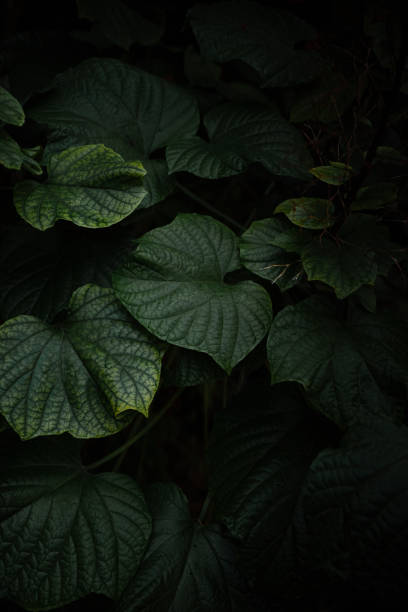 istock Ipomoea or Morning Glory Leaf. Nature Background. Macro Photography. Closeup 2195029093