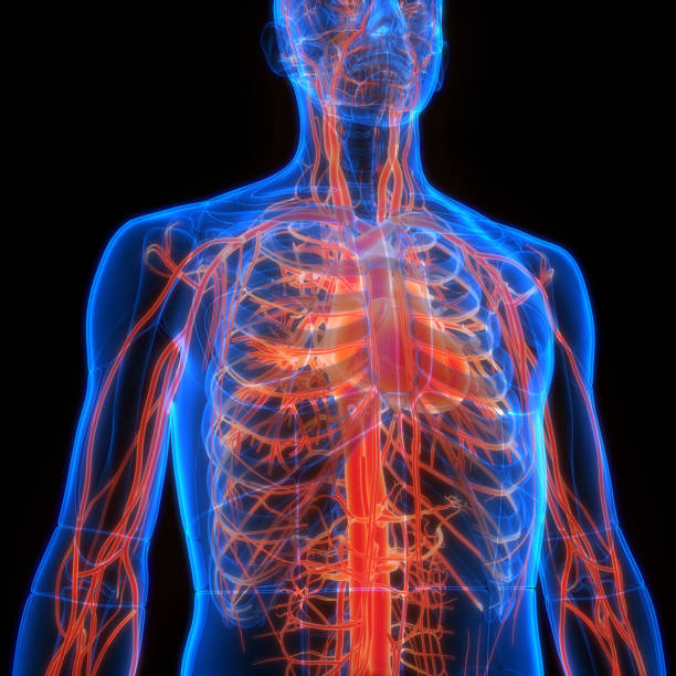 istock Human Circulatory System Heart Anatomy 2195031382