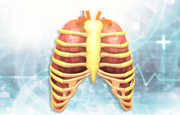 Human rib with lungs on scientific background. 3d illustration