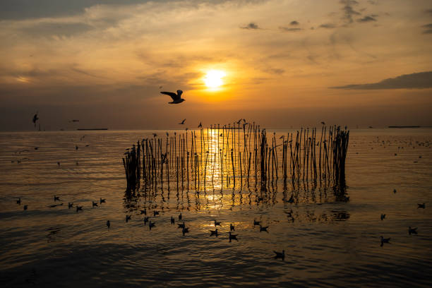 Sunset Seabirds, Silhouetted seabirds fly against a vibrant sunset over calm sea waters, with a wooden structure partially submerged in the foreground, creating a serene and captivating coastal scene