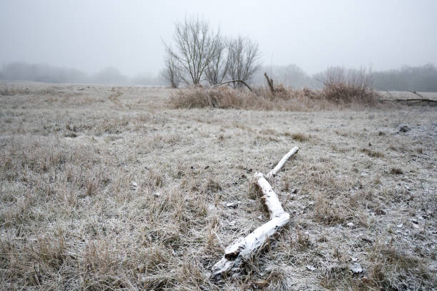 Leafless tree covered with frost growing on frosty land, pinewood covered with snow in distant fog, wintertime in the mountains