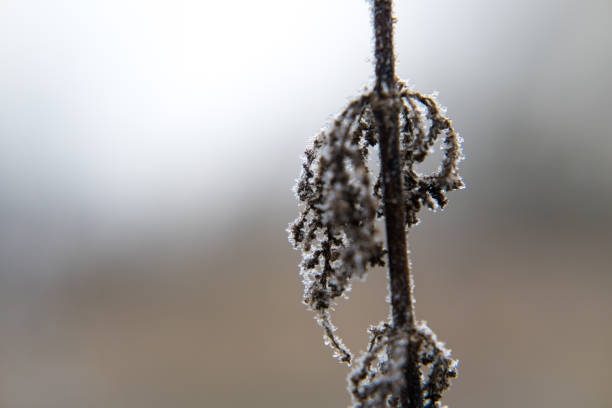 Winter, plants covered with falling rime. Nature and gardening.