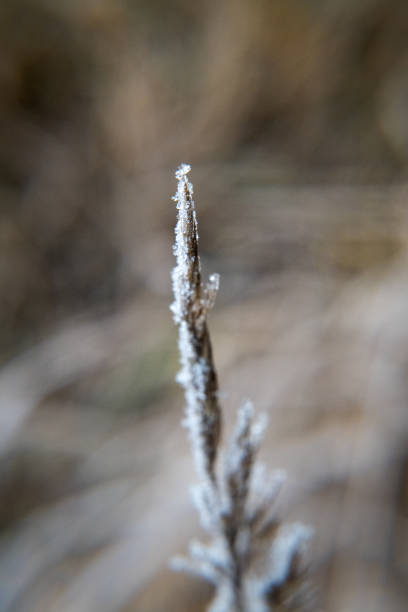 Winter, plants covered with falling rime. Nature and gardening.