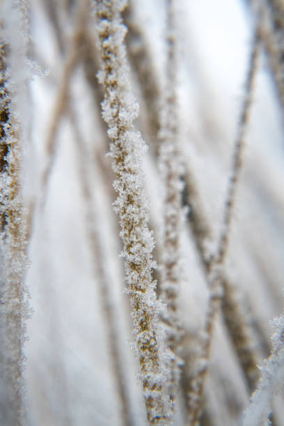 istock Nature in winter, frost, rime, icing. 2195035239