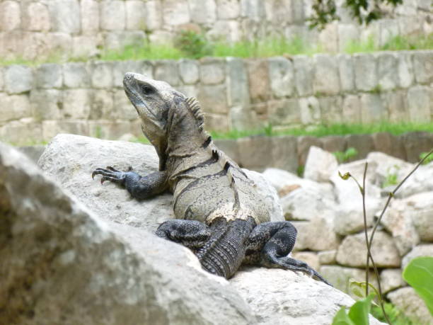 istock iguana from the back and profile enthroned on its rock 2195035379