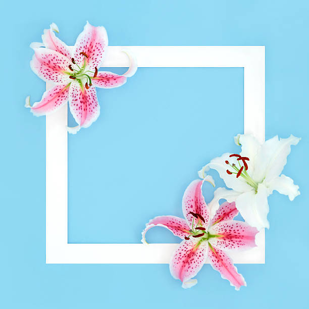 istock Pink White Lily Flower Background Border Floral Frame on Blue 2195036057