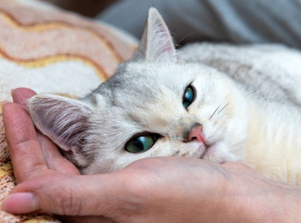 istock A young blonde British Chinchilla cat rests lying on a woman's arm 2195036060