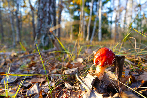 Amanita mushroom in forest. Fly agaric with red cap. Red mushroom amanita toxic, also called panther cap. False blusher amanita mushroom in the forest against background of green vegetation.