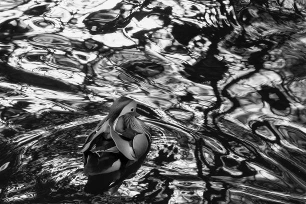 Mandarin Duck in the lake water