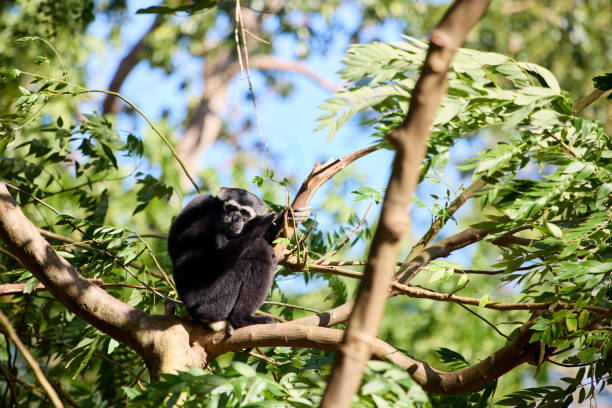 istock Black-capped gibbon sitting on a tree 2195038252