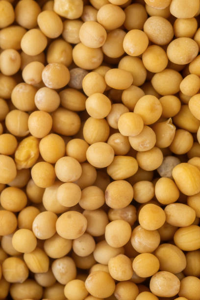 istock white mustard seeds close up macro photo 2195039015