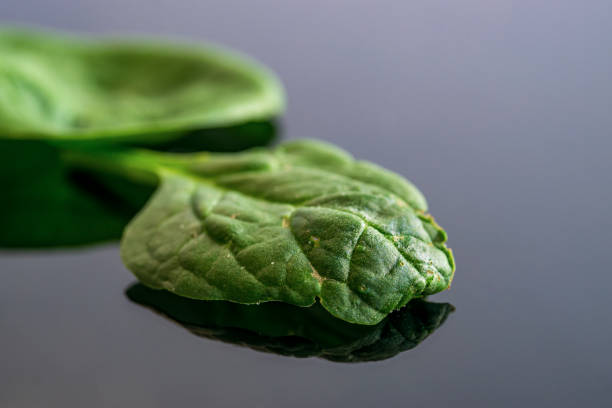 Fresh baby spinach leaves close up