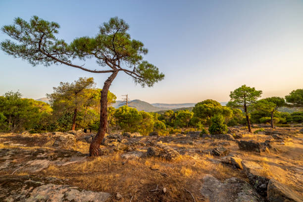 istock Conifers at Piquillo pinewood 2195039114