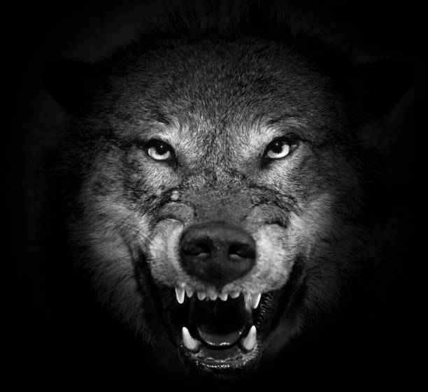 istock The face of an evil wolf on a black background 2195039186