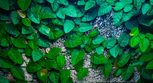 istock Concrete Wall With Creeping Vine Growing Beautifully 2195040156