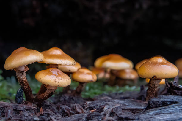 istock Cluster of Mushrooms 2195040183
