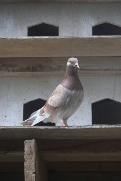 istock pigeon in the birds house 2195041922
