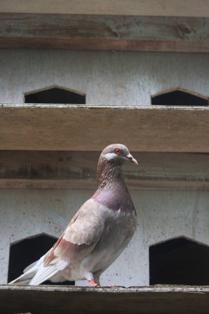 istock pigeon in the birds house 2195042221